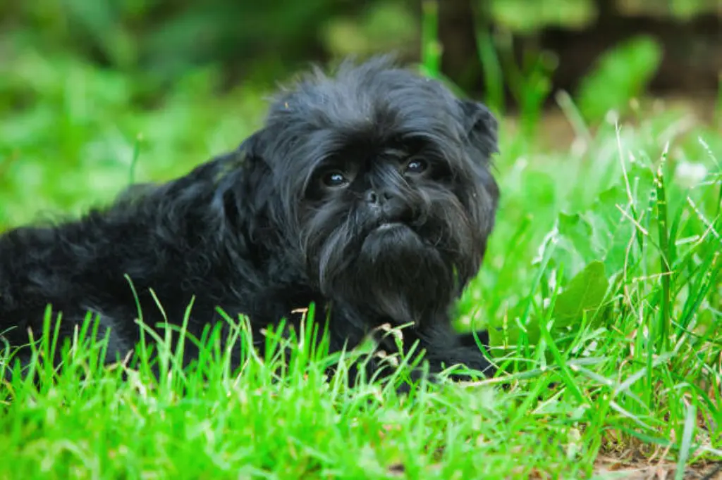 Impostazione Affenpinscher Sull'erba