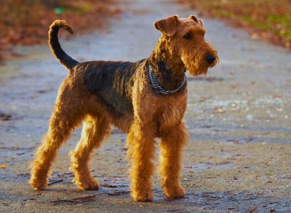 Airedale Terrier - un cane in piedi su una strada sterrata