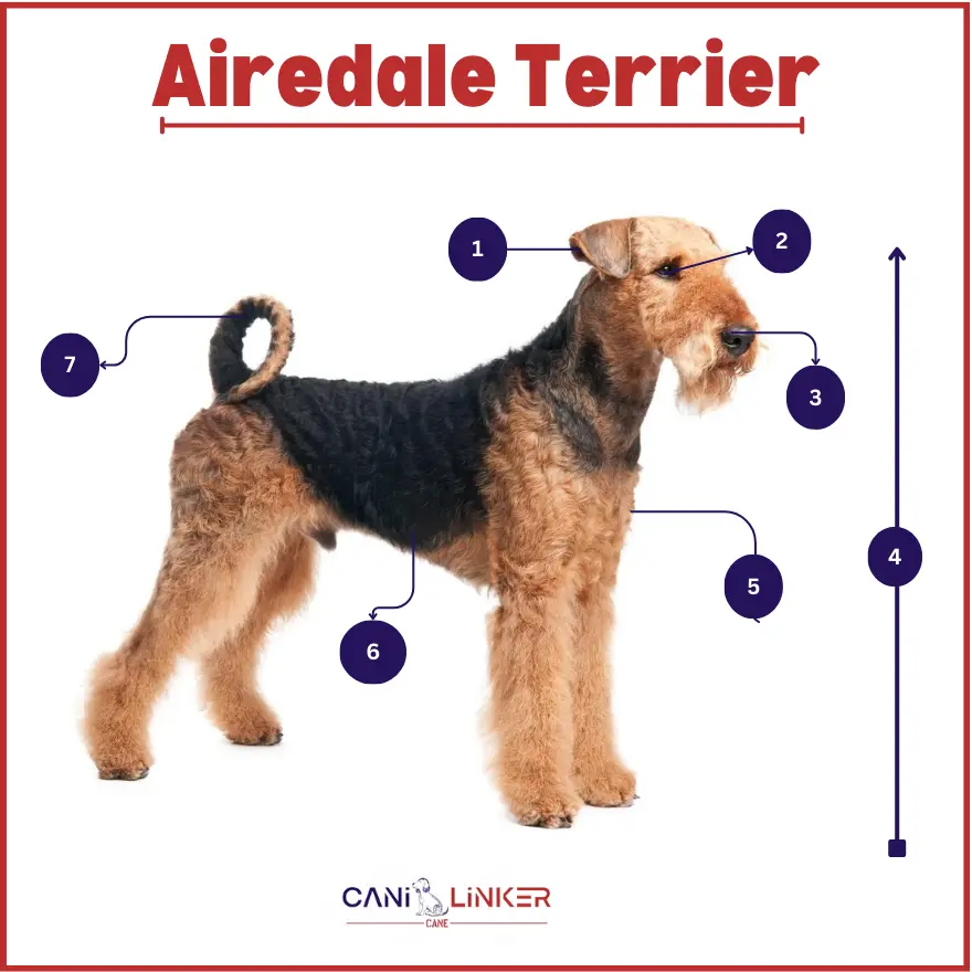 Airedale Terrier - spiegazione delle parti del corpo