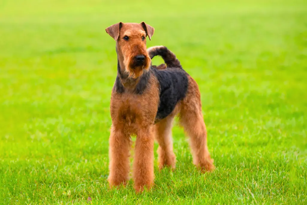 Airedale Terrier - un cane in piedi nell'erba