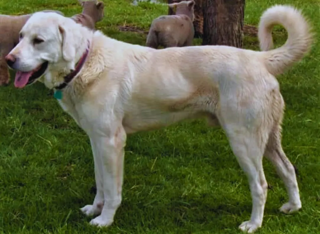 Akbash - un cane in piedi sull'erba accanto a un albero