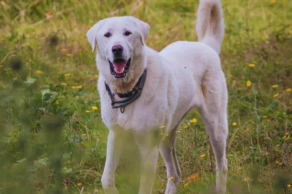 Akbash - un cane bianco in piedi in un campo d'erba