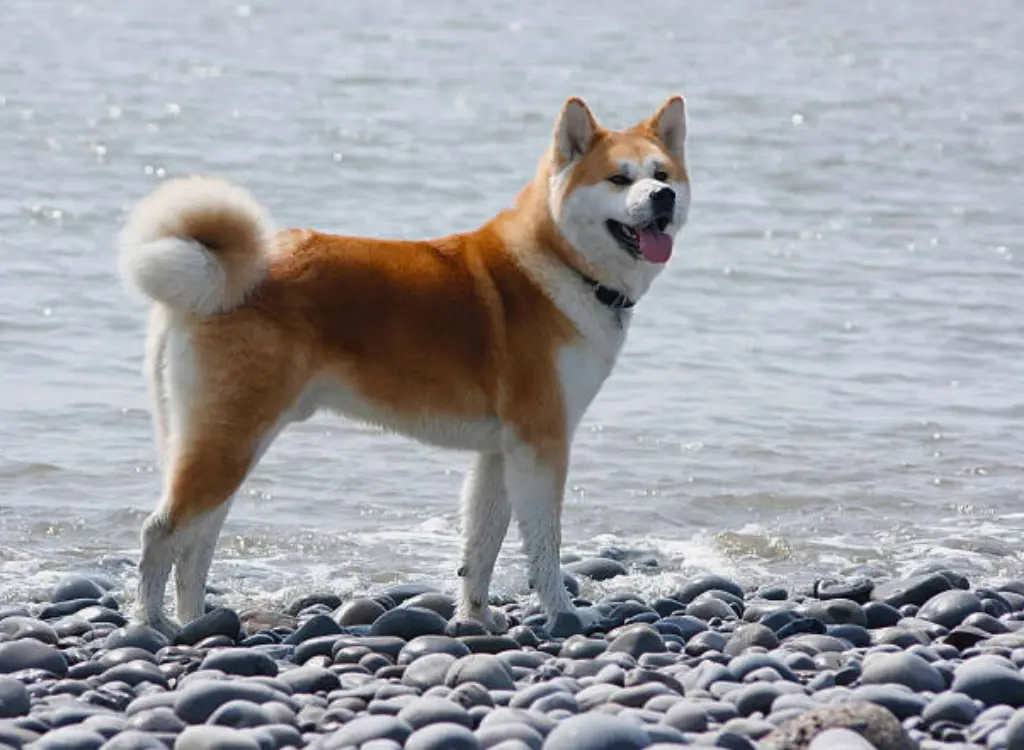 Akita - un cane in piedi sulla spiaggia con la lingua fuori