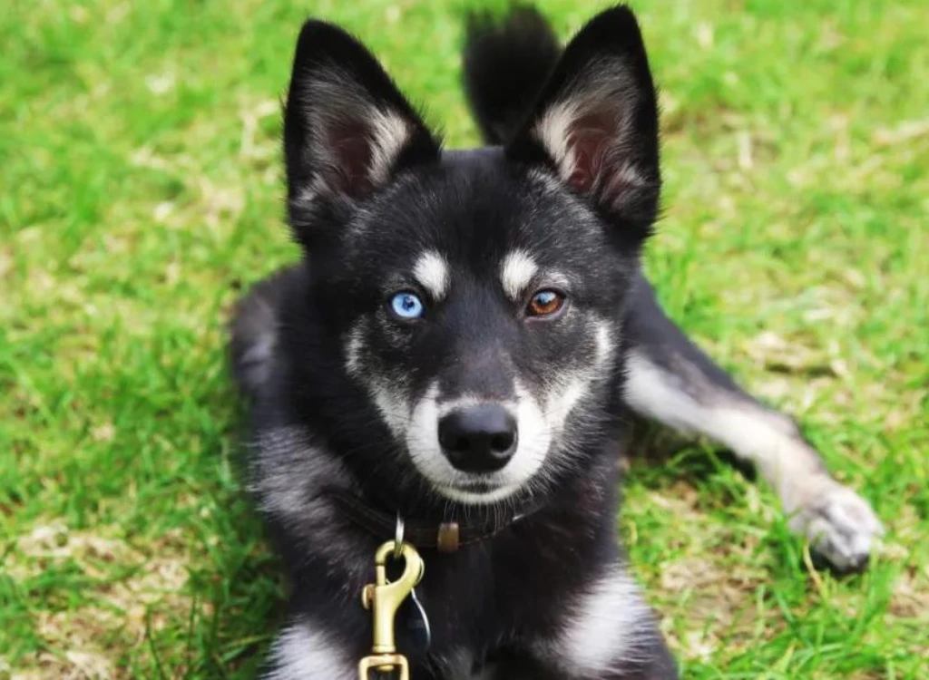 Alaskan Klee Kai  - seduto sull'erba