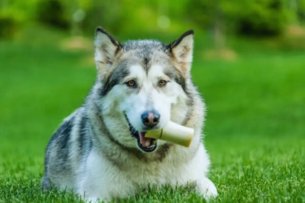 Alaskan Malamute - un cane seduto in giardino con un giocattolo in bocca