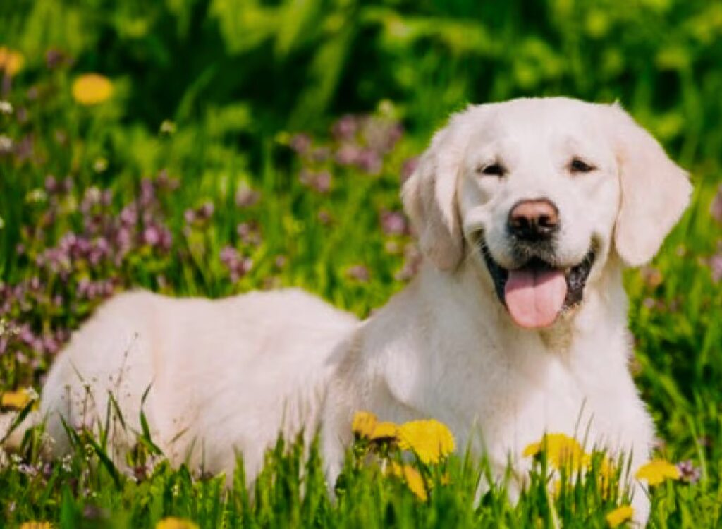 Allergie nei Cani - un cane bianco sdraiato nell'erba