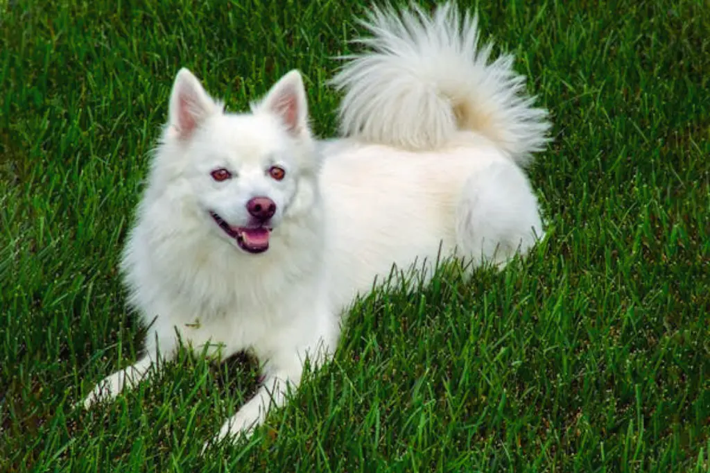 American Eskimo Dog - che si siede sull'erba