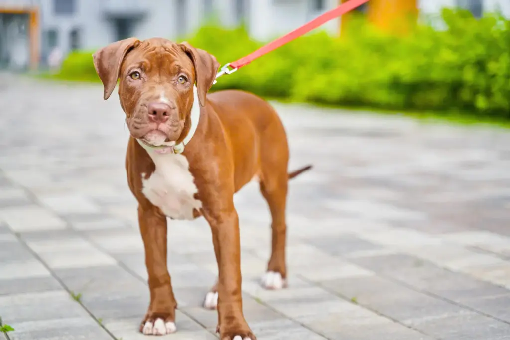 American Pit Bull Terrier - un cane marrone e bianco in piedi su un marciapiede