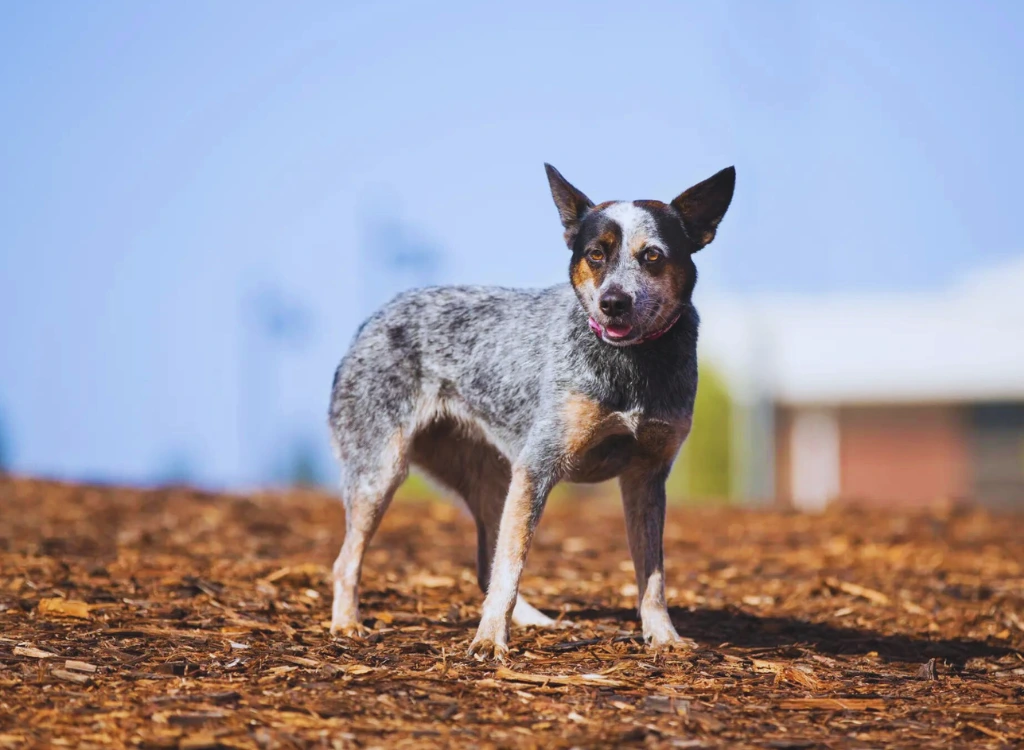 Australian Cattle Dog - in piedi sulla sabbia marrone