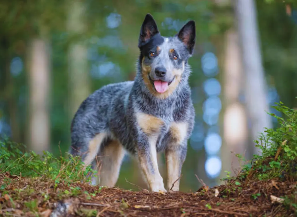 Australian Cattle Dog - in piedi sulla sabbia in giardino