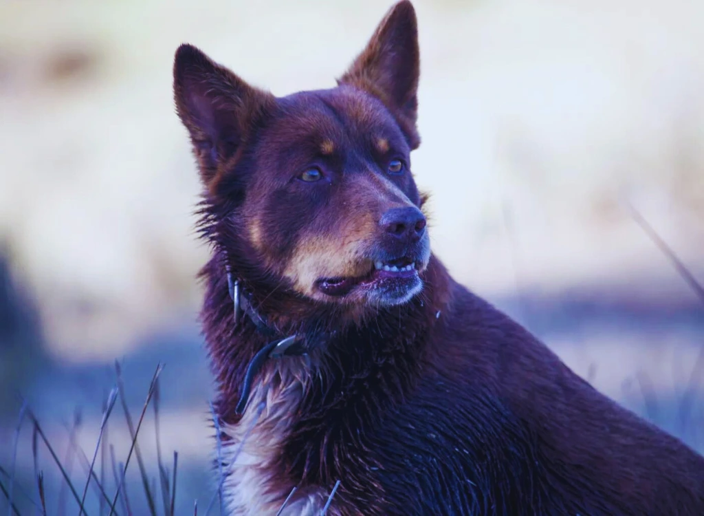 Australian Kelpie - che guarda indietro con sfondo azzurro