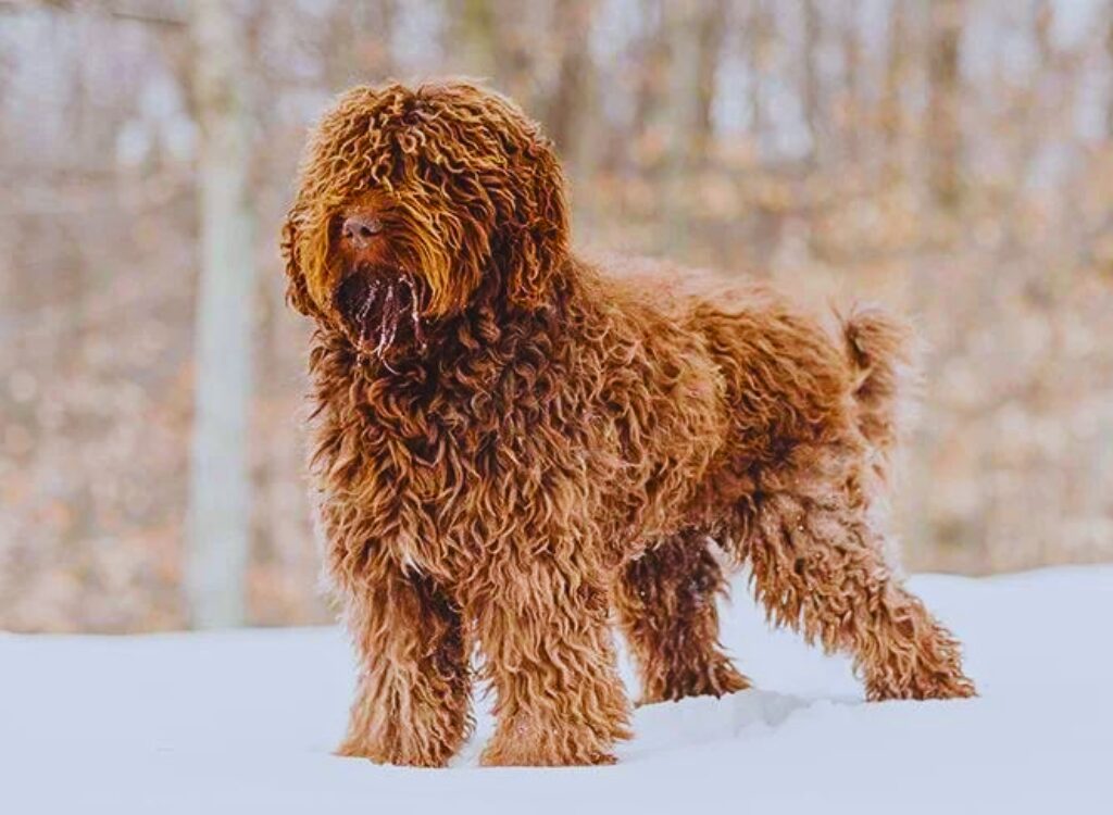 Barbet - un cane marrone in piedi nella neve