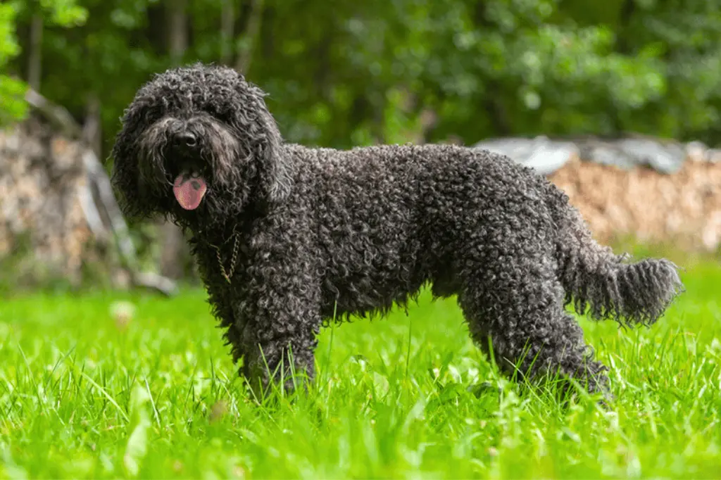 Barbet - un cane nero in piedi nell'erba