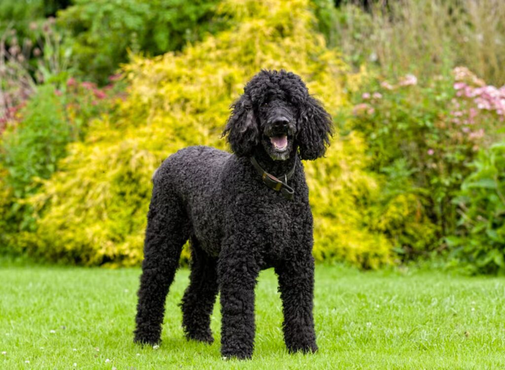 Barbone - un cane nero in piedi nell'erba