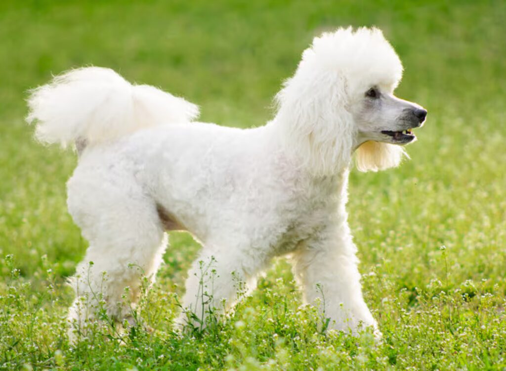 Barbone - un cane bianco in piedi in un campo