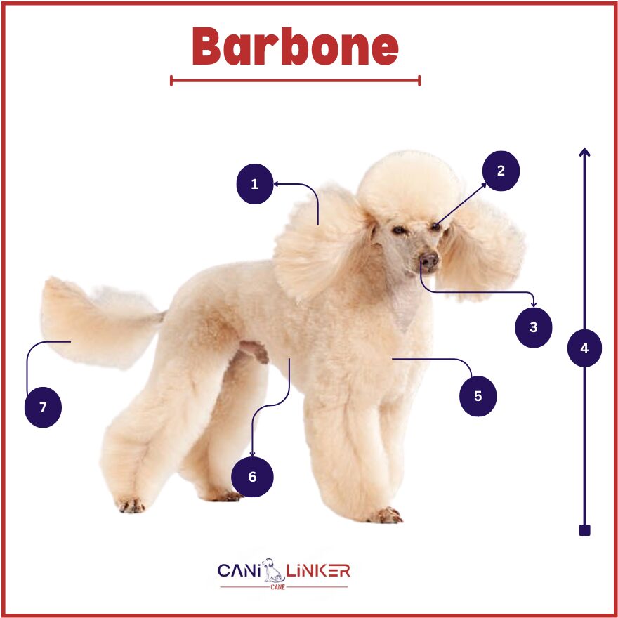 Barbone - spiegazione delle parti del corpo