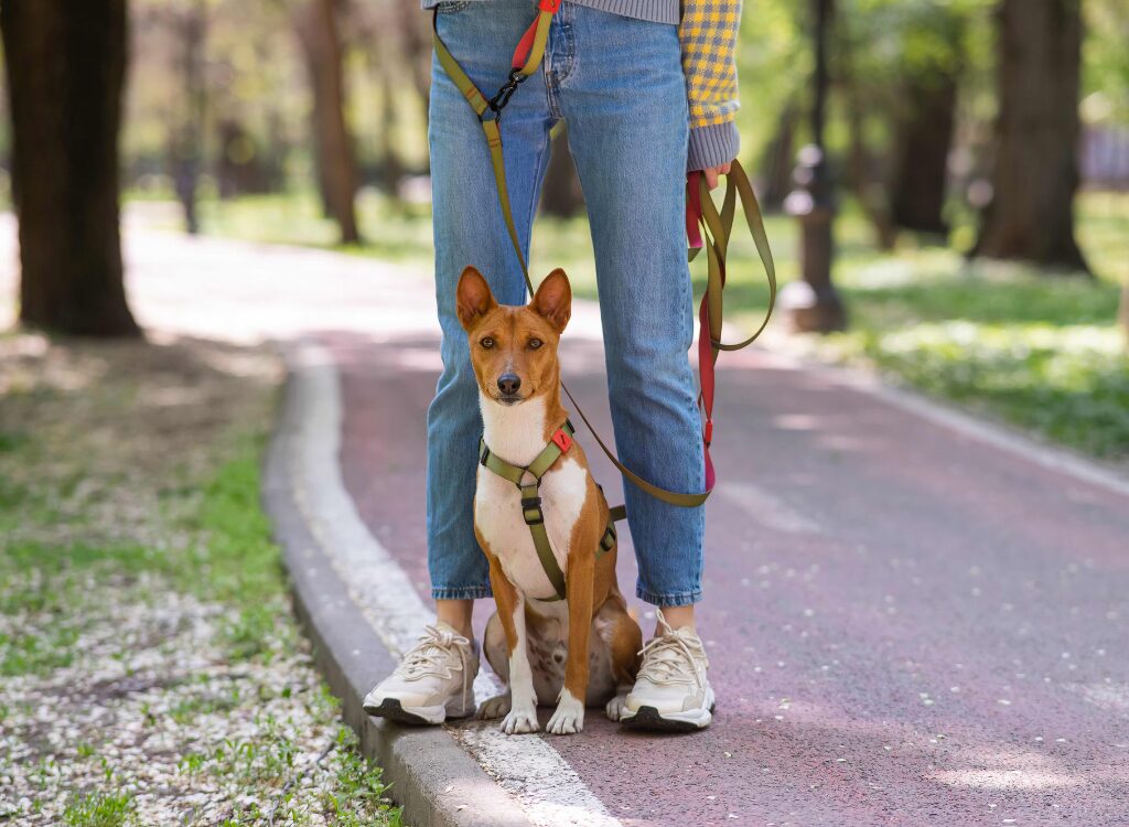 Basenji salute - una donna che porta a spasso un cane al guinzaglio