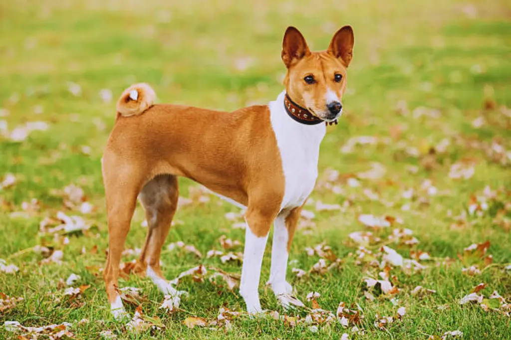 Basenji - un cane in piedi nell'erba