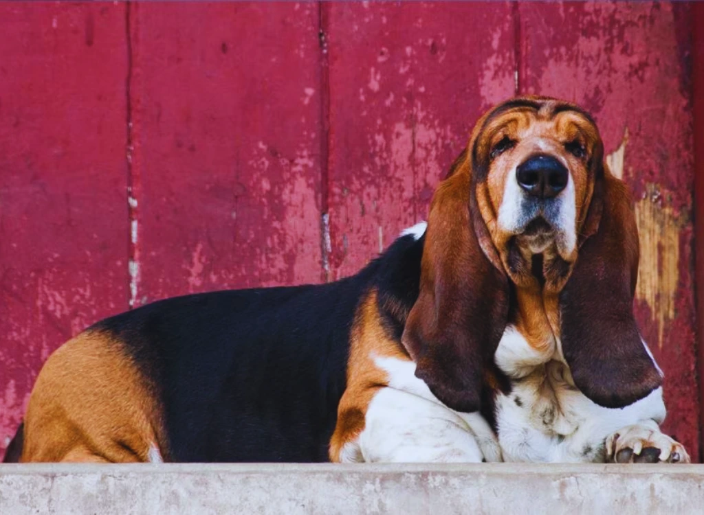 Basset Hound - un cane sdraiato su una sporgenza davanti a un muro rosso