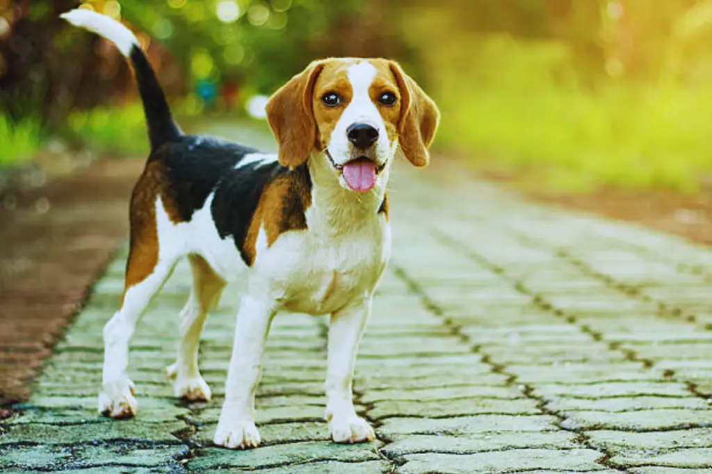 Beagle - un cane in piedi per strada