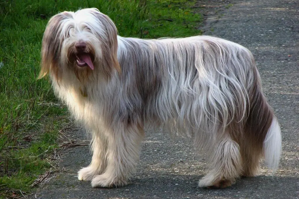 Bearded Collie 1 1 1