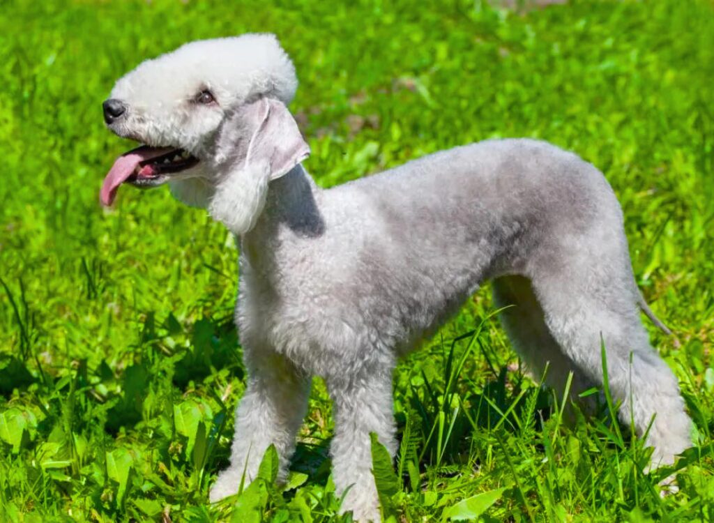 Bedlington Terrier - un piccolo cane bianco in piedi nell'erba