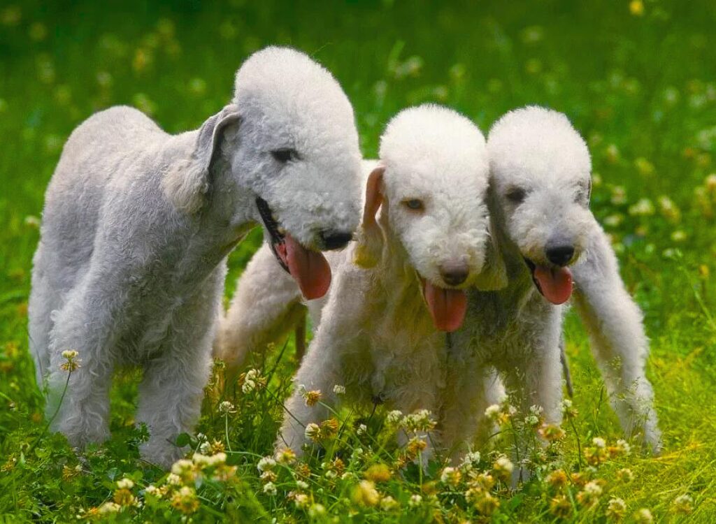 Bedlington Terrier - tre cani in piedi nel campo verde