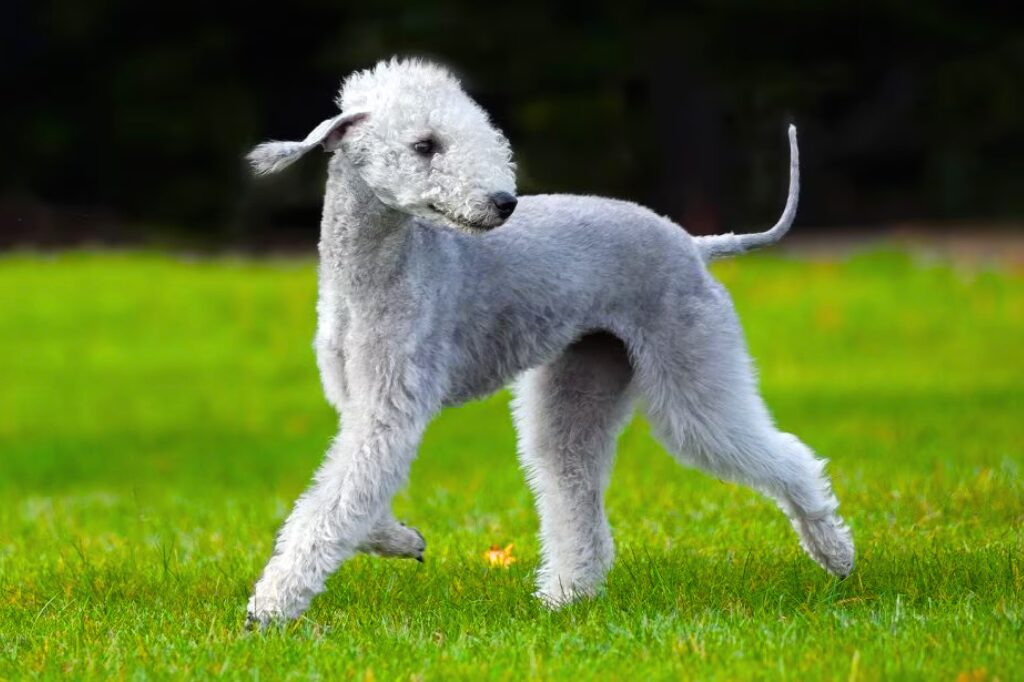 Bedlington Terrier - un cane bianco in piedi nell'erba