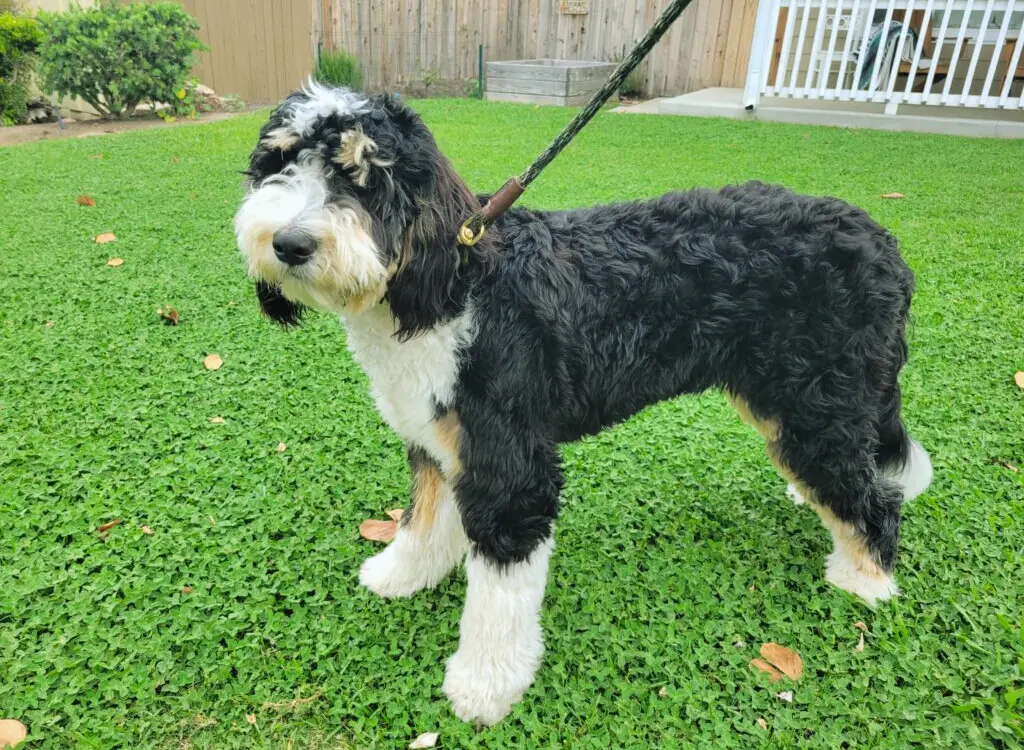 Bernedoodle - un cane bianco e nero in piedi nell'erba