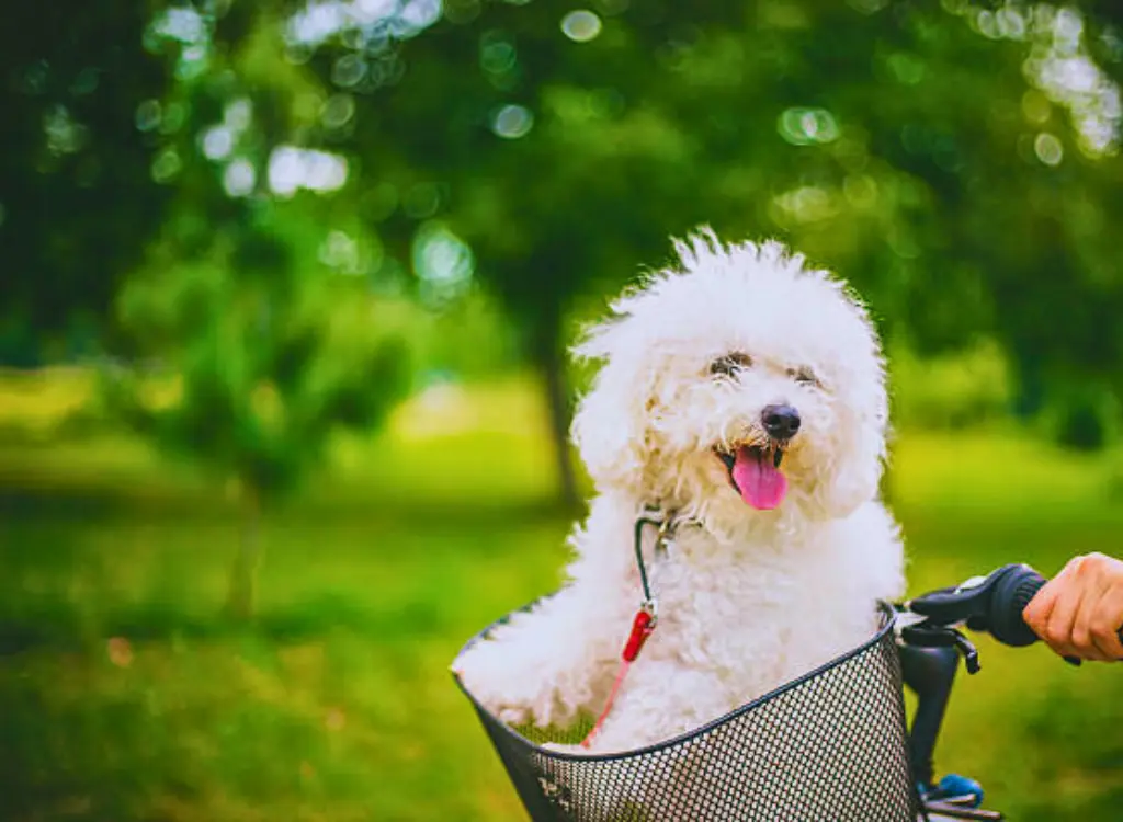 Bichon Frise - un cane in una cesta tenuto da una persona