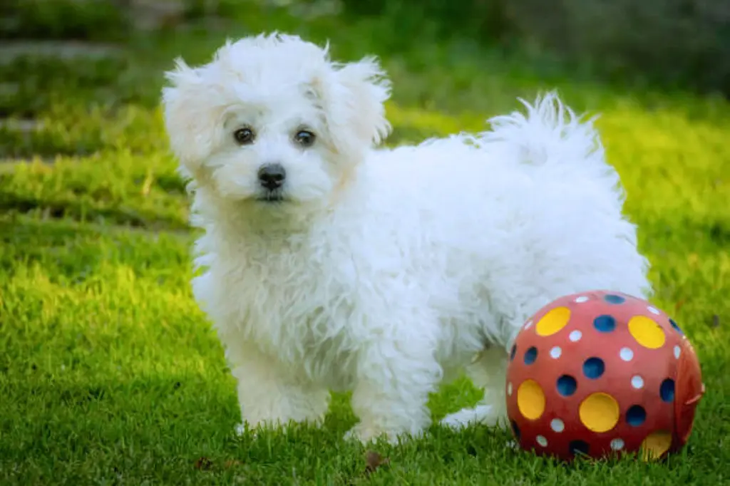 Bichon Frise 1 1 3