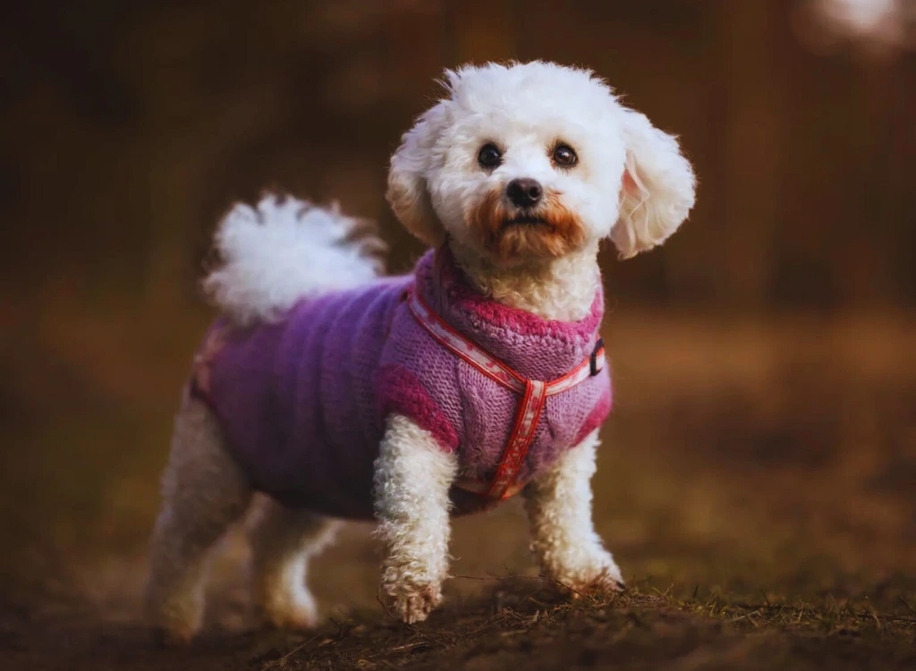 Bichon Frise - in piedi su una sabbia e indossa una giacca rosa con sfondo marrone