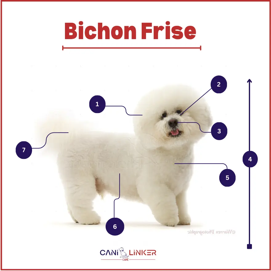 Bichon Frise - spiegazione delle parti del corpo