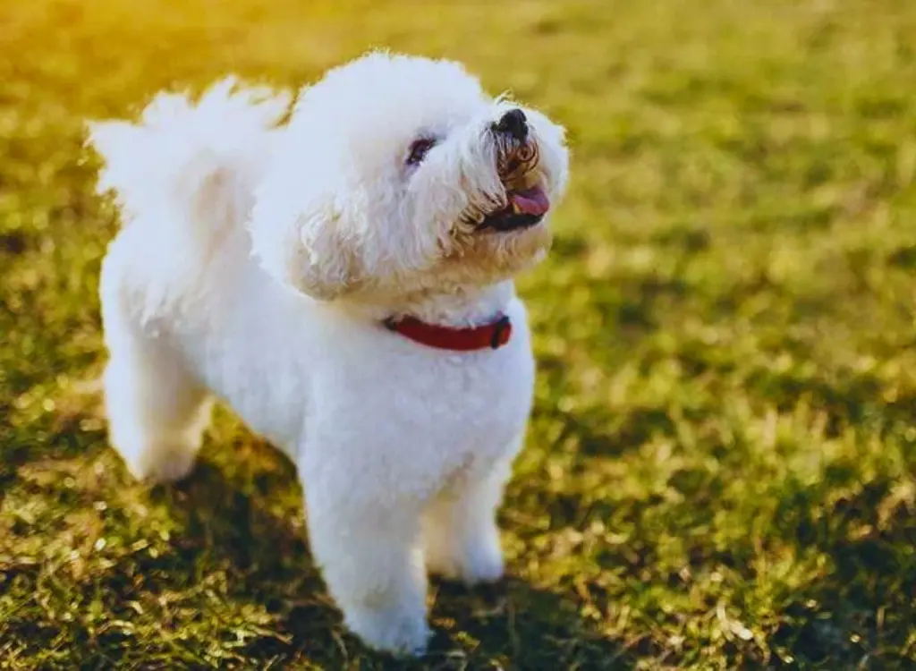 Bichon Frise - un piccolo cane bianco in piedi nell'erba