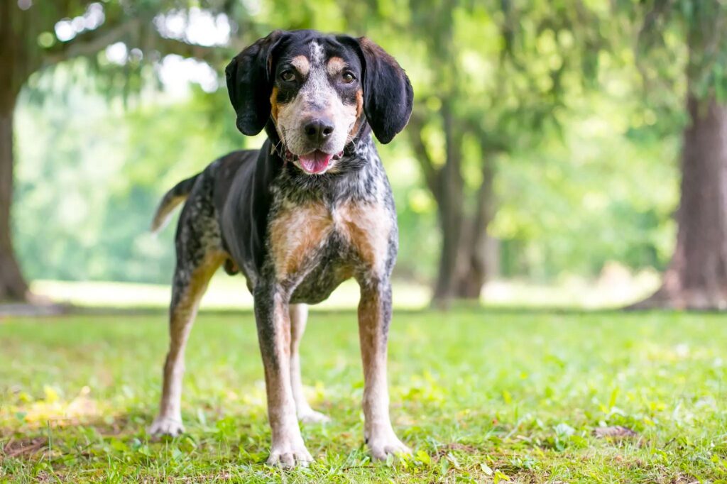 Bluetick Coonhound - un cane in piedi nell'erba con alberi sullo sfondo