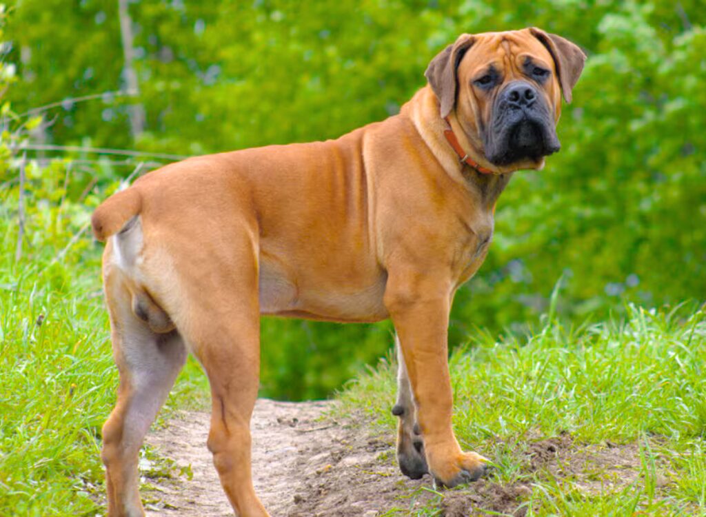 Boerboel - un cane in piedi su un sentiero sterrato nel bosco