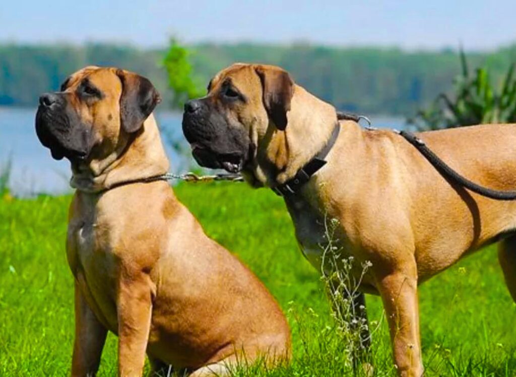 Boerboel - due cani sono in piedi nell'erba vicino all'acqua