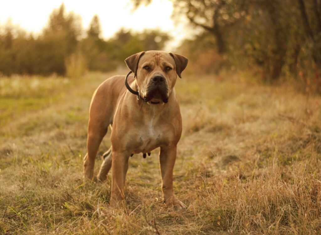 Boerboel - un cane in piedi nell'erba