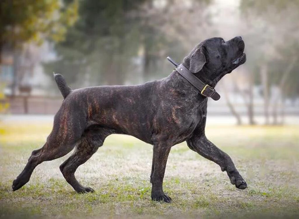 Boerboel - un cane nero che corre nell'erba