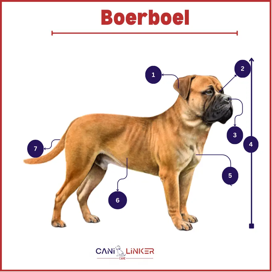 Boerboel - spiegazione delle parti del corpo