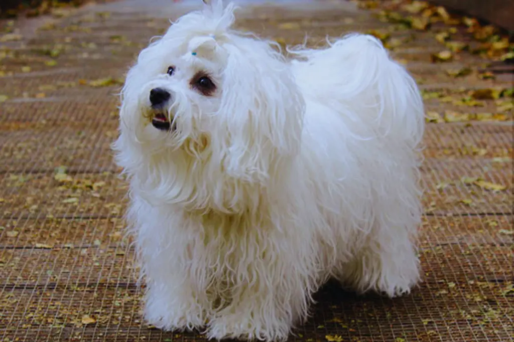 Bolognese - un cane bianco in piedi su una passerella di legno