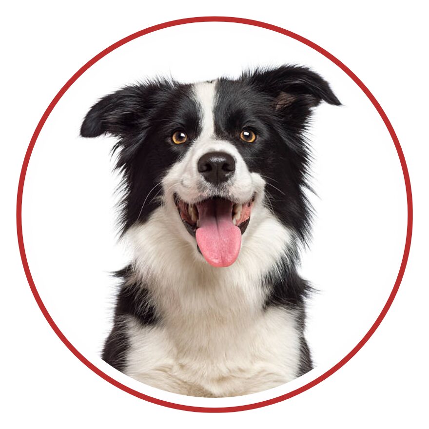 Border Collie - una faccia di cane in un cerchio rosso su sfondo bianco