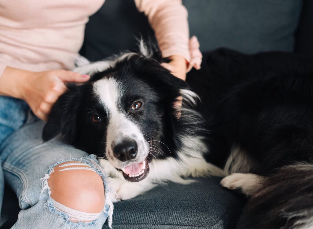 Border Collie - un cane sdraiato su un divano con la lingua fuori