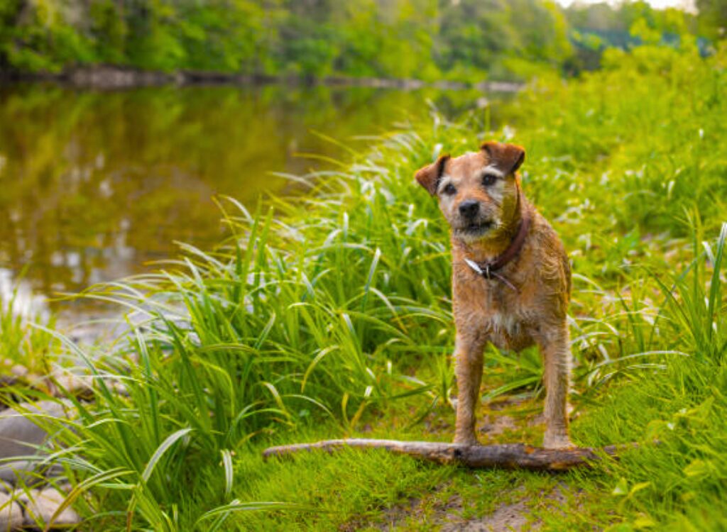 Border Terrier - un cane in piedi su una roccia nell'erba