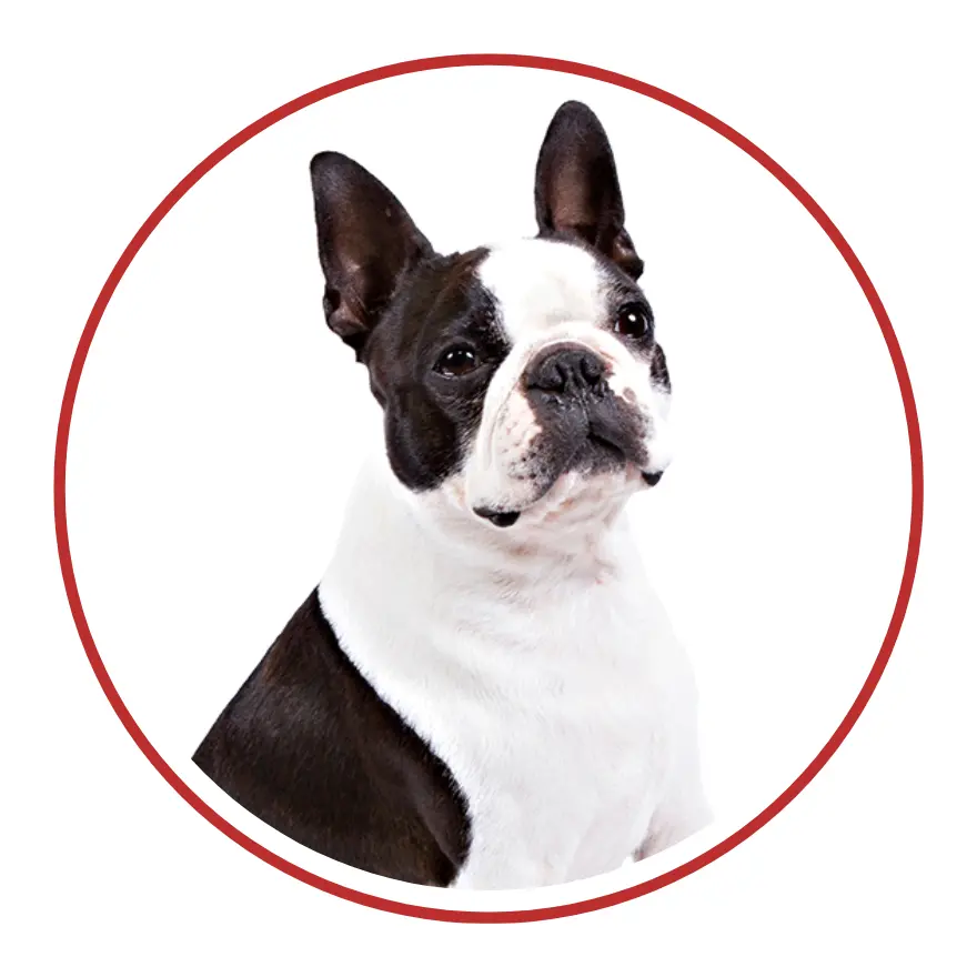 Boston Terrier - una faccia in un cerchio rosso su sfondo bianco