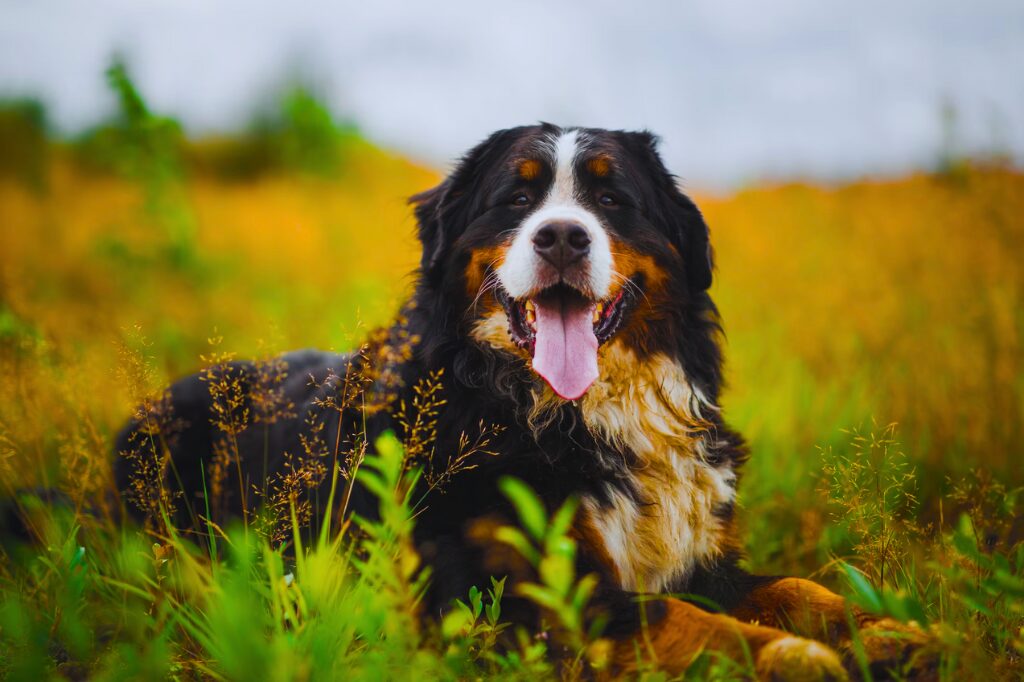 Bovaro del Bernese - un cane sdraiato in un campo di erba alta