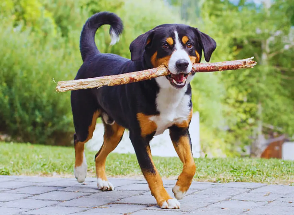 Bovaro dellAppenzell - cammina per strada con un pezzo di legno in bocca