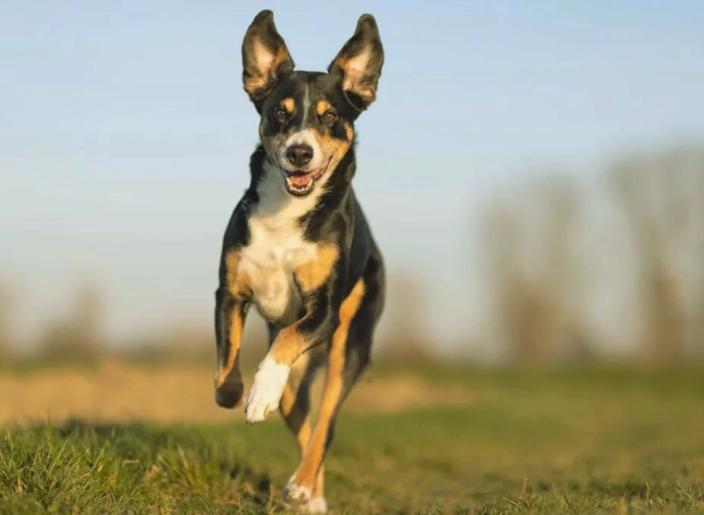 Bovaro dellAppenzell - che corre in un giardino