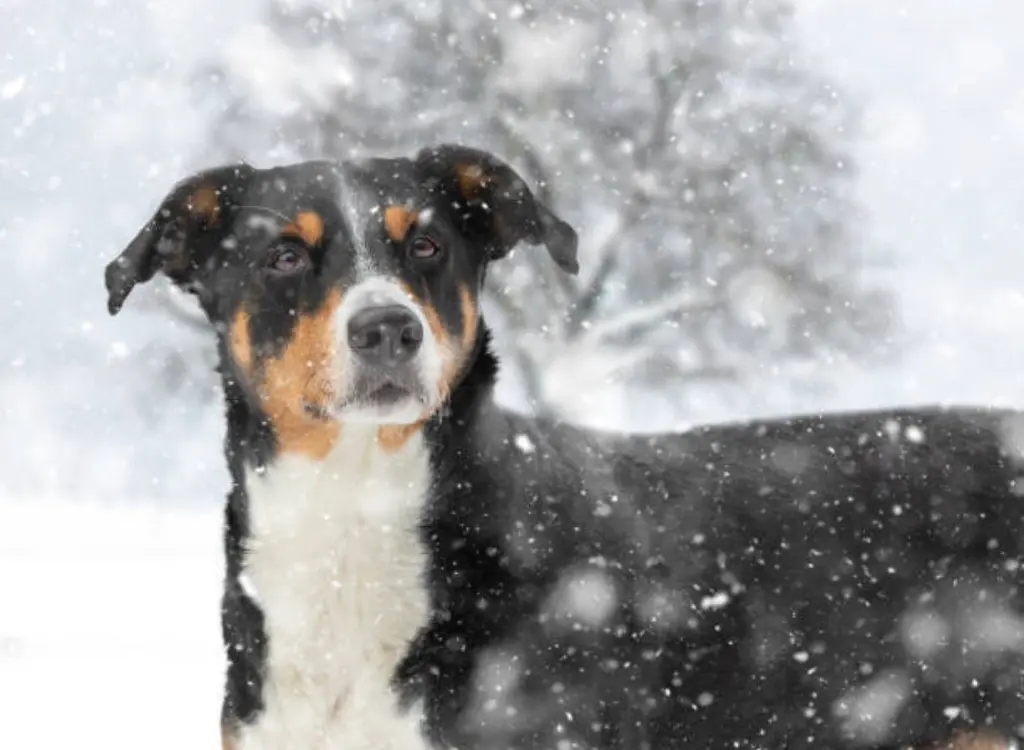 Bovaro dellAppenzell -  in piedi sotto la nevicata