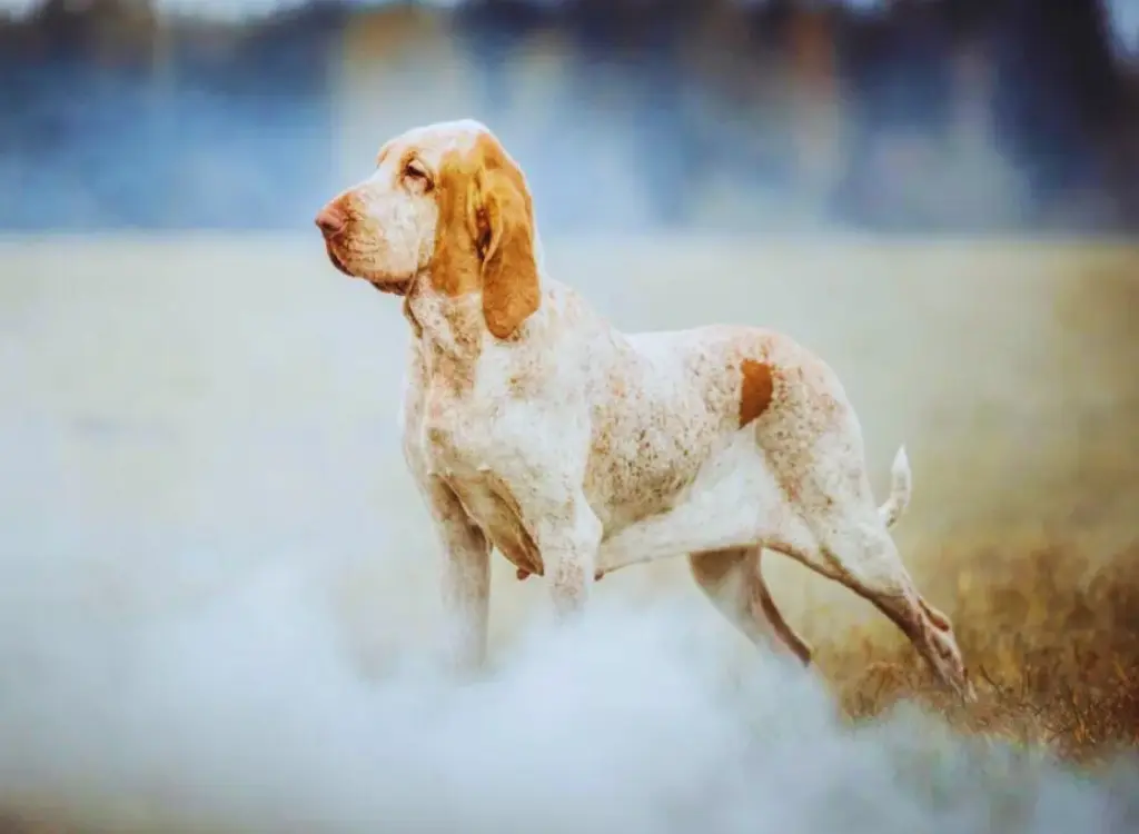 Bracco Italiano - un cane in piedi in un campo da cui esce del fumo